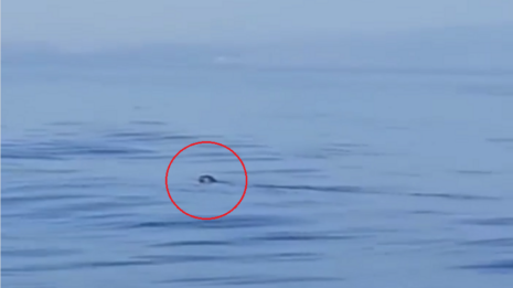 Foto foca monaca a Brucoli